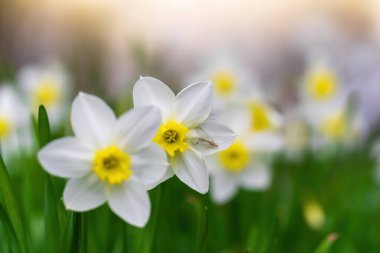 Bahçedeki çiçek açan yıldız çiçeklerinin güzel manzarası.