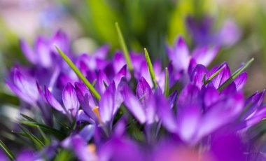 Bahçede bahar mevsiminde taze mor çiçek..