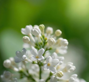 Bulanık bir arkaplanda güneşli bir günde açan beyaz leylak dalı..