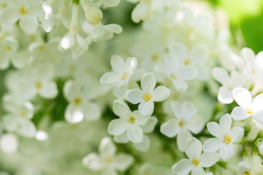 Bulanık bir arkaplanda güneşli bir günde açan beyaz leylak dalı..