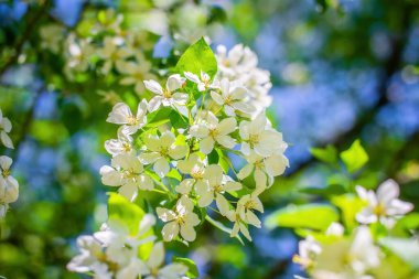 Çiçek açan bir elma ağacının dalları gökyüzüne karşı beyaz çiçekler içinde