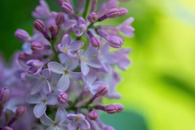 Güneşli bir günde çiçek açan leylak dalı bulanık bir arkaplanı kapatır..