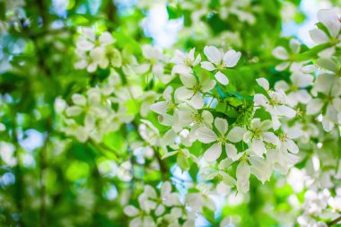 Çiçek açan bir elma ağacının dalları gökyüzüne karşı beyaz çiçekler içinde