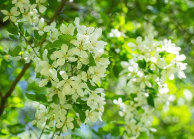 Çiçek açan bir elma ağacının dalları gökyüzüne karşı beyaz çiçekler içinde