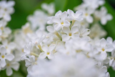 Bulanık bir arkaplanda güneşli bir günde açan beyaz leylak dalı..