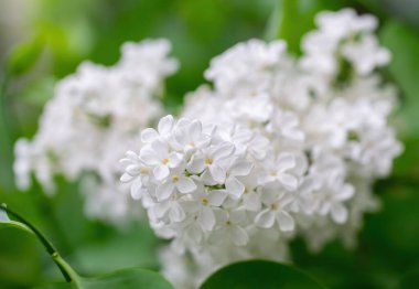 Bulanık bir arkaplanda güneşli bir günde açan beyaz leylak dalı..