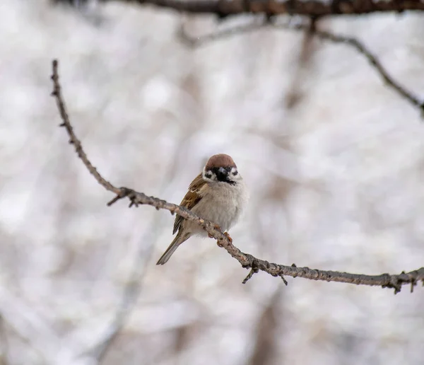 Serçe Bir Kış Günü Bir Ağaç Dalında Oturuyor — Stok fotoğraf