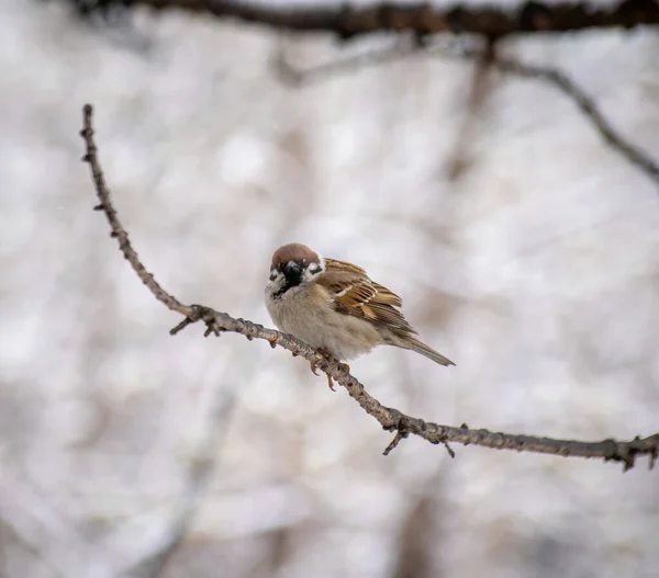 Serçe Bir Kış Günü Bir Ağaç Dalında Oturuyor — Stok fotoğraf