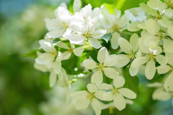 Větev Kvetoucího Jabloně Bílých Květinách Proti Obloze — Stock fotografie