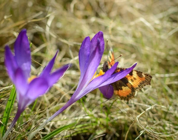 Orange Fjäril Blomma Lila Krokus Våren Solig Dag Närbild Royaltyfria Stockbilder