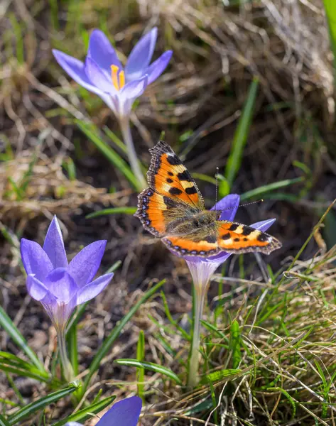 Orange Fjäril Blomma Lila Krokus Våren Solig Dag Närbild Stockbild