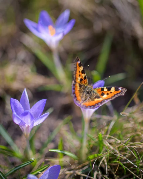 Papillon Orange Sur Une Fleur Crocus Violet Printemps Journée Ensoleillée Photo De Stock