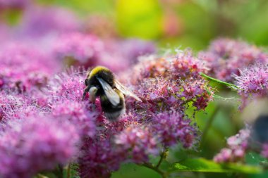 Yaban arısı, güneşli bir yaz gününde pembe spirea çiçeğinden çiçek nektarı toplar..