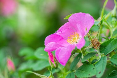 Bulanık bir arka planda çiçek açan pembe yaban gülü bahar günü..