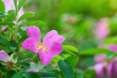 Bulanık bir arka planda çiçek açan pembe yaban gülü bahar günü..