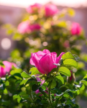 Bulanık bir arka planda çiçek açan pembe yaban gülü bahar günü..
