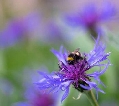 Arı bir bahar günü çiçek nektarı toplar.