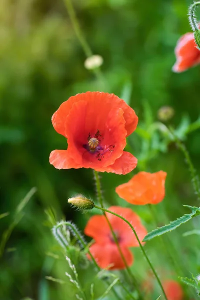 Červený Mák Květiny Detailní Létě Zahradě — Stock fotografie