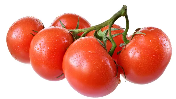 Nasse Tomate Auf Zweig Isoliert Auf Weißem Hintergrund — Stockfoto
