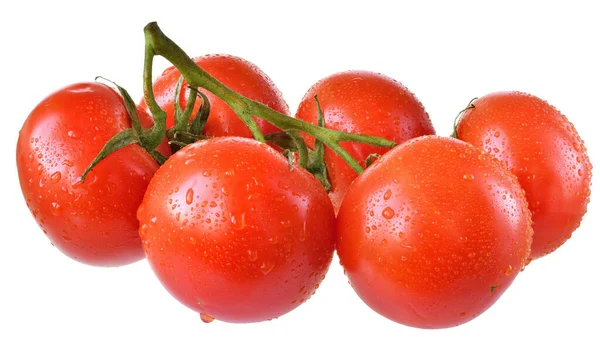 Nasse Tomate Auf Zweig Isoliert Auf Weißem Hintergrund — Stockfoto