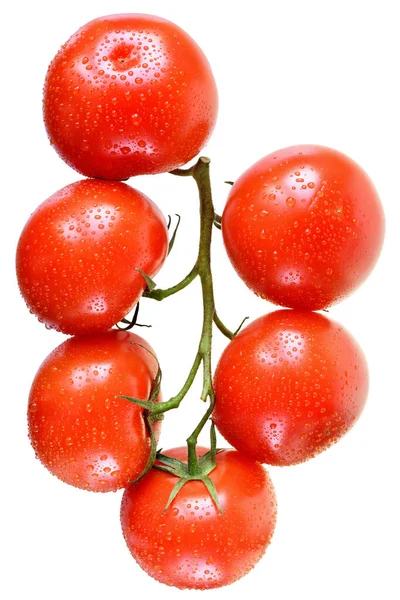 Tomato Branch Top View Isolated White Background — Stock Photo, Image