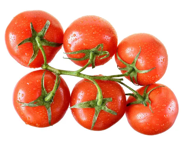 Tomate Auf Zweig Draufsicht Isoliert Auf Weißem Hintergrund — Stockfoto