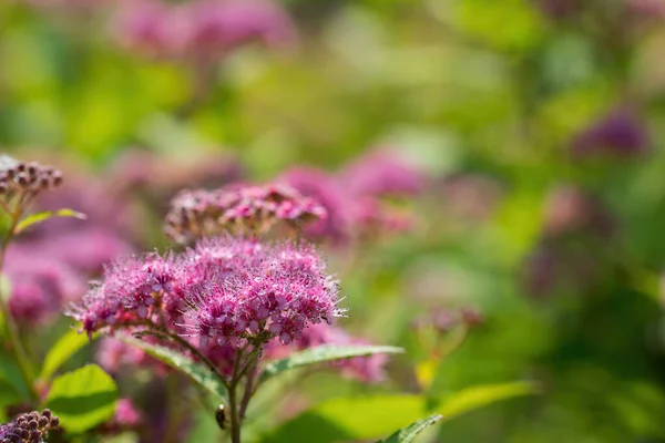 Spirea Rosa Fiore Una Giornata Primaverile Primo Piano All Aperto — Foto Stock