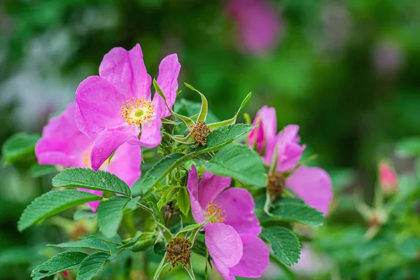 Fleur Rose Sauvage Rose Printemps Jour Gros Plan Sur Fond — Photo