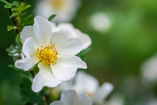Blooming White Rosehip Spring Day Close Blurred Background — Stock Photo, Image