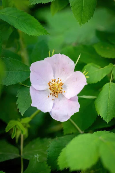 Floraison Rose Blanche Printemps Jour Gros Plan Sur Fond Flou — Photo