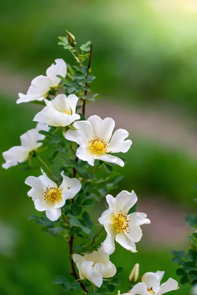Blooming White Rosehip Spring Day Close Blurred Background — Stock Photo, Image