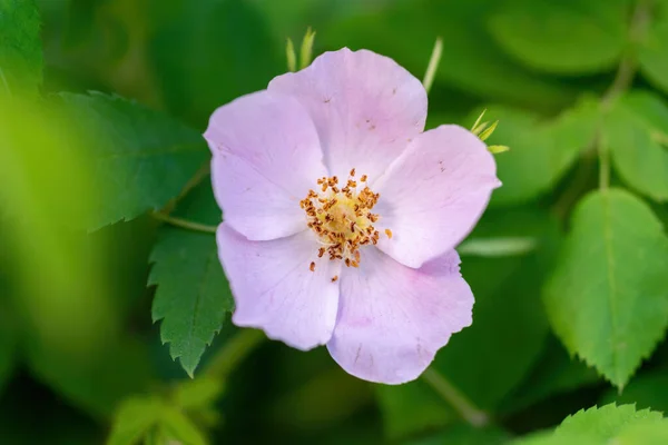 Floraison Rose Blanche Printemps Jour Gros Plan Sur Fond Flou — Photo