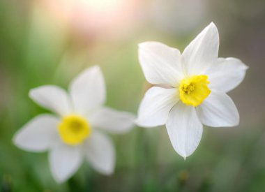 Bahar çiçekleri bahçeye yakın çekim yapar.