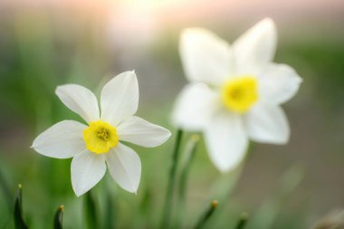 Bahar çiçekleri bahçeye yakın çekim yapar.