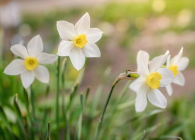 Bahar çiçekleri bahçeye yakın çekim yapar.