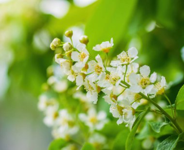 Güneşli bir bahar gününde, beyaz çiçeklerin içinde çiçek açan kuş kirazı dalları..
