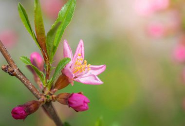 Bahar çiçekli pembe badem bahçeye yakın..