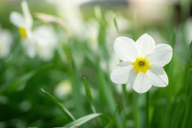 Bahar çiçekleri bahçeye yakın çekim yapar.