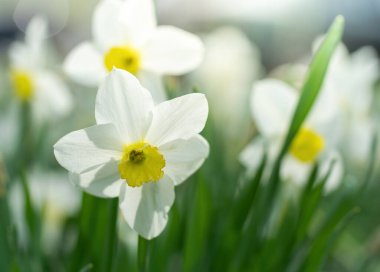 Bahar çiçekleri bahçeye yakın çekim yapar.