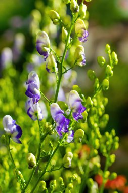 Aconitum, monkshood, Wolf olarak da bilinir..