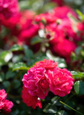 Kırmızı gül, batan güneşin ışınlarına karşı yeşil bulanık bir arka planda..