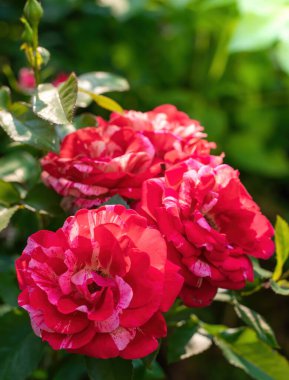 Kırmızı gül çiçeği bir yaz günü kapanıyor. Kırmızı gül bir yaz günü kapanıyor..