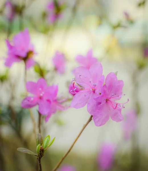 Primavera Floración Rosa Almendra Primer Plano Sobre Fondo Borroso — Foto de Stock