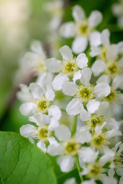 Ramo Ciliegio Uccello Fiorito Fiori Bianchi Una Giornata Sole Primaverile — Foto Stock