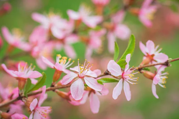 Wiosna Kwitnący Różowy Migdały Zbliżenie Ogród — Zdjęcie stockowe