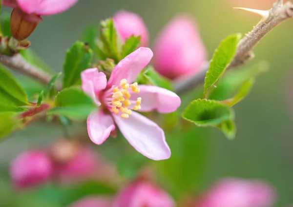 Vår Blommande Rosa Mandel Närbild Trädgården — Stockfoto