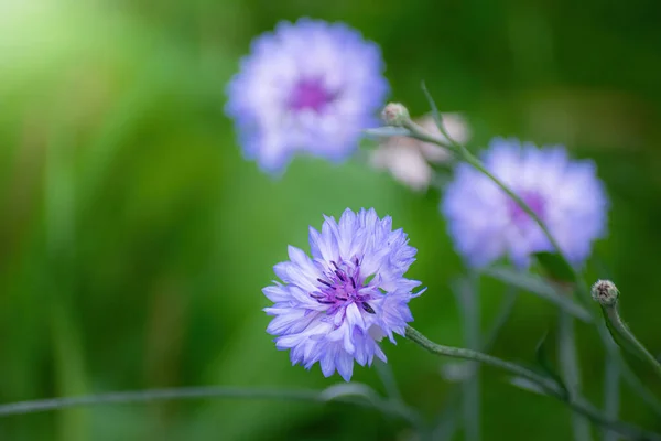 Fiore Fiordaliso Blu Vicino Uno Sfondo Verde Sfocato — Foto Stock