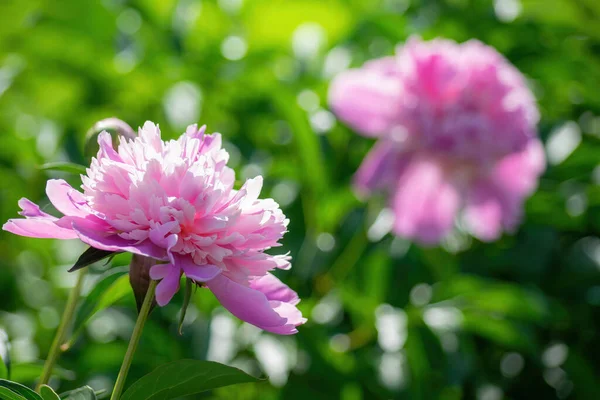 Fleur Pivoine Rose Contre Les Rayons Soleil Couchant Jour Été — Photo