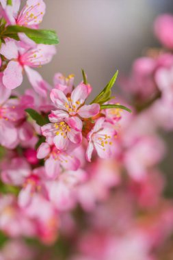 Bahar çiçekli pembe badem güneşli bir günde kapanıyor.