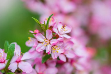 Bahar çiçekli pembe badem güneşli bir günde kapanıyor.